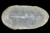 Pecopteris Fern Fossil (Pos/Neg) - Mazon Creek #89927-1